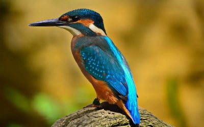 Kingfisher Vision Board
