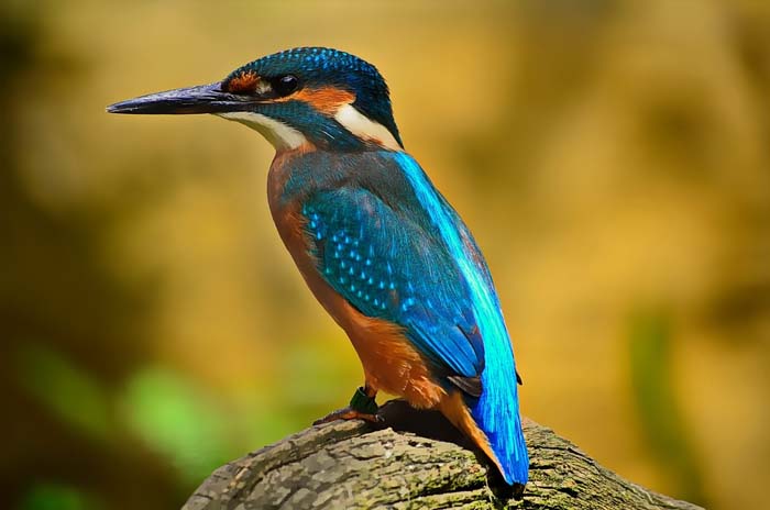 Kingfisher Vision Board